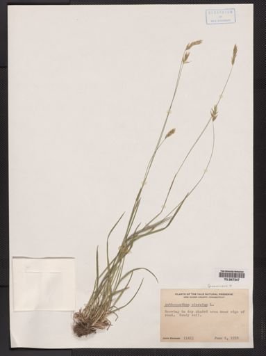 Anthoxanthum odoratum