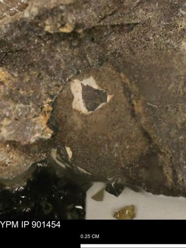 undet. Mollusca