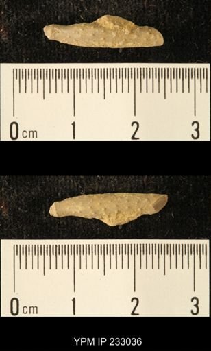 Archaeocidaris sp.