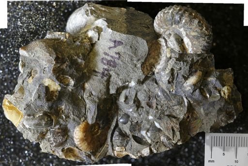 undet. Scaphitidae
