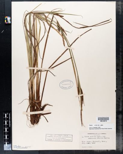Carex stricta