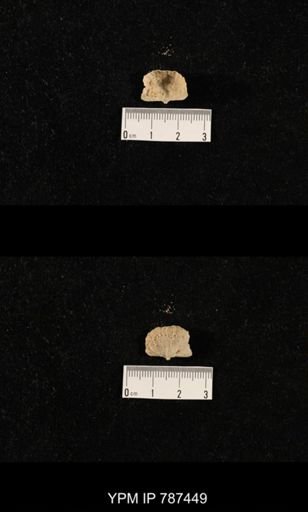undet. Brachiopoda