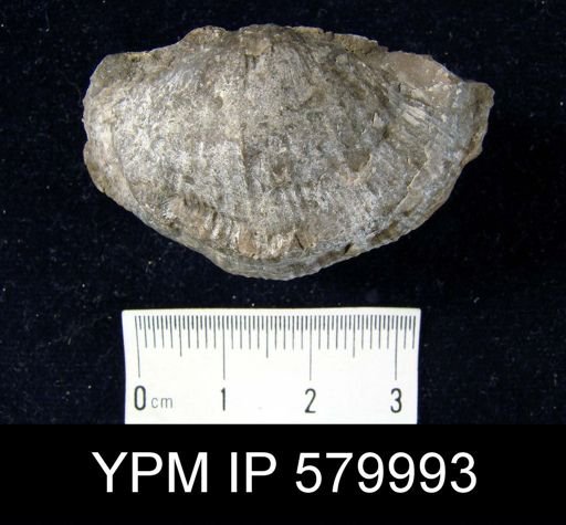 undet. Strophomenida