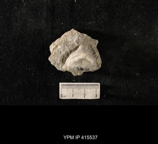 Strophomena fluctuosa