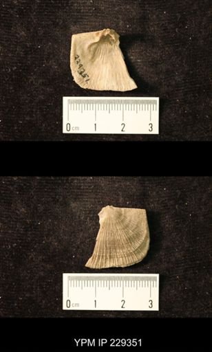Derbya crassa texana