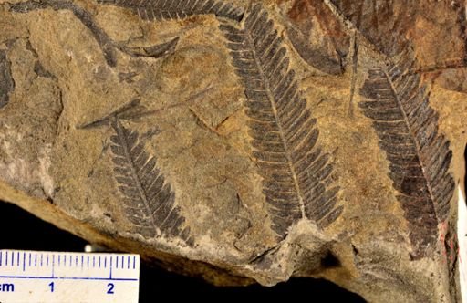 Calcaropteris boeselii