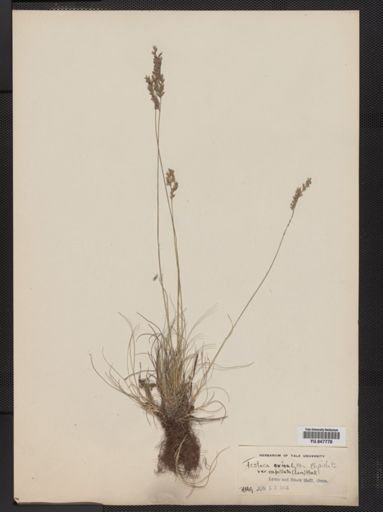 Festuca ovina