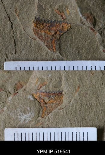 Eurypterida