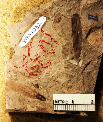 Fraxinopsis minor