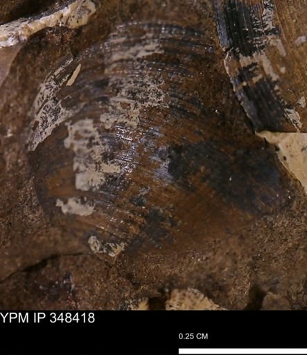 Limopsis striatopunctatus
