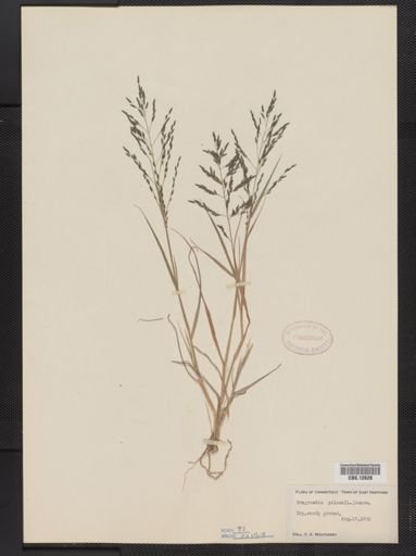 Eragrostis pilosa