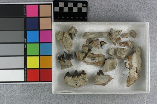 Hyaenodon (Neohyaenodon) horridus