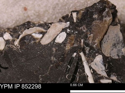 undet. Bivalvia