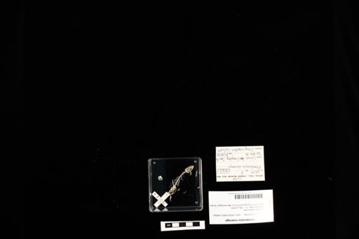 Hemidactylus bowringii