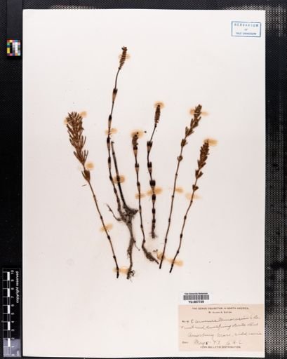 Equisetum arvense