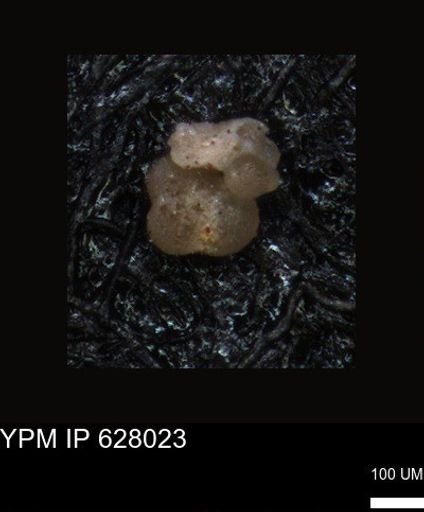 undet. Foraminiferida