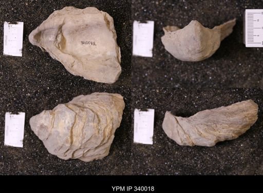 Ostrea glabra wyomingensis