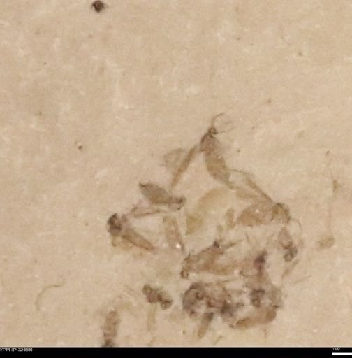 undet. Insecta