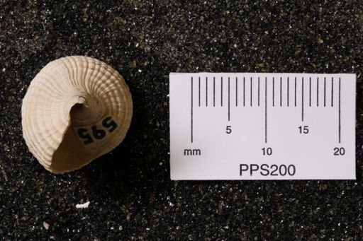 Cancellaria venusta