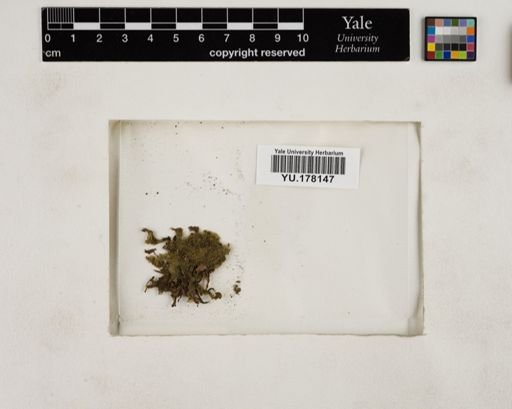 Plantae