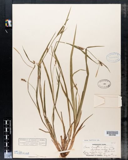 Carex laxiflora
