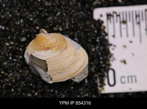 Limopsis striatopunctatus