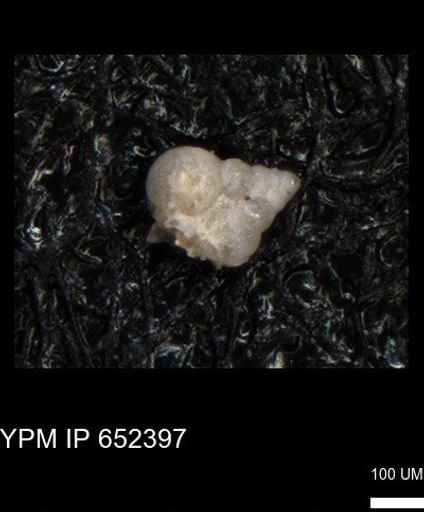 undet. Heterohelicidae