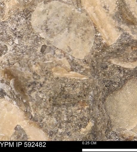 undet. Ammonoidea