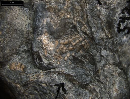 Aplocoma damesii