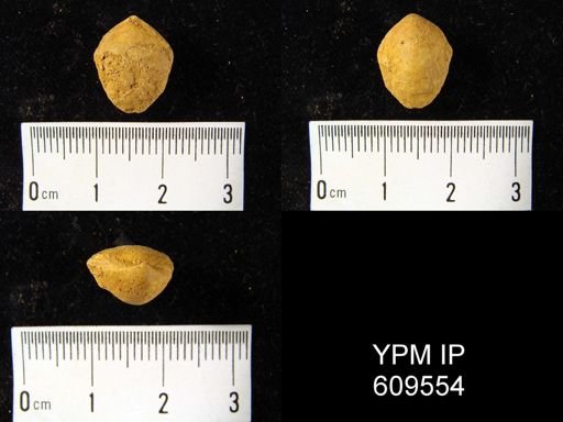 Beachia cf. proavita