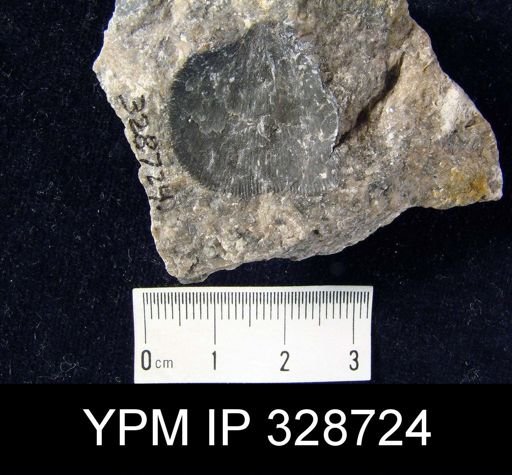 undet. Orthida