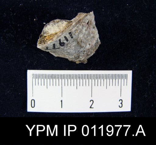 Richthofenia likharewi
