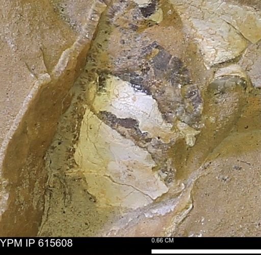 undet. Bivalvia