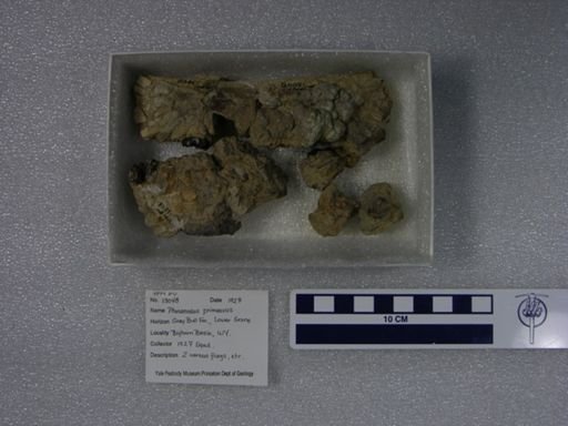 Phenacodus primaevus