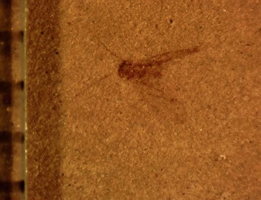 Aphididae?