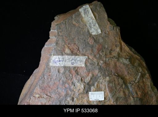 undet. Brachiopoda