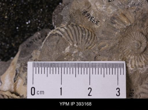 undet. Scaphitidae