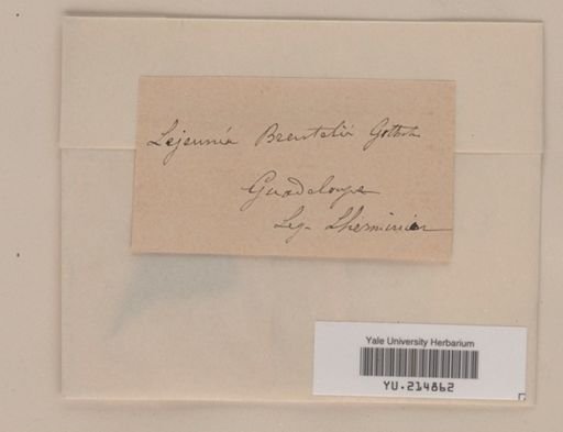 Neurolejeunea breutelii