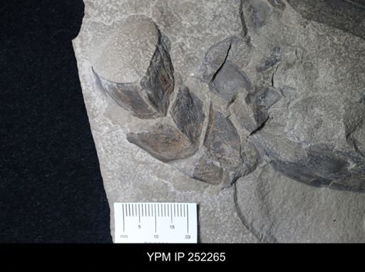 undet. Eurypterida