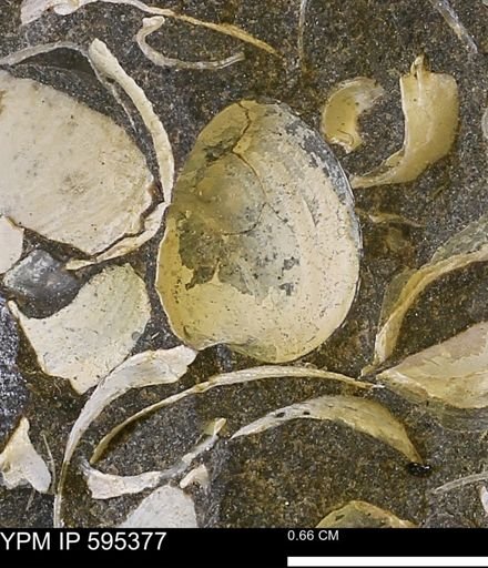 Protocardia sp.