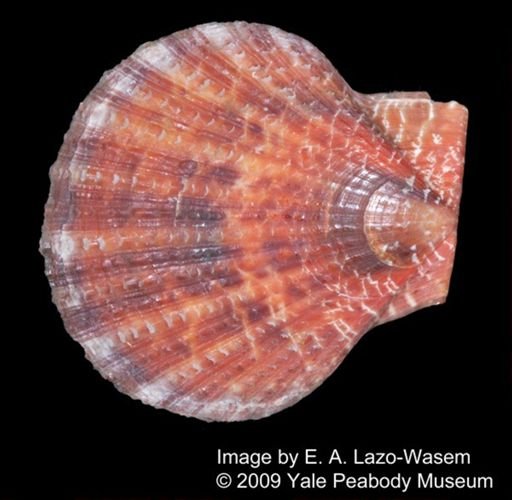 Pecten squamosus
