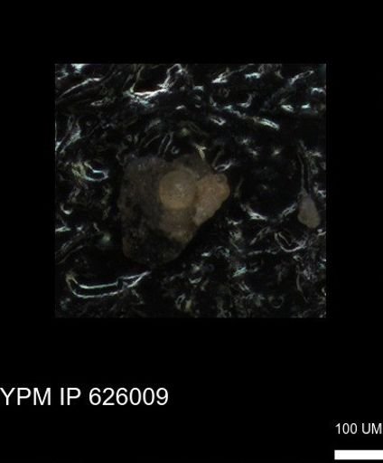 undet. Foraminiferida