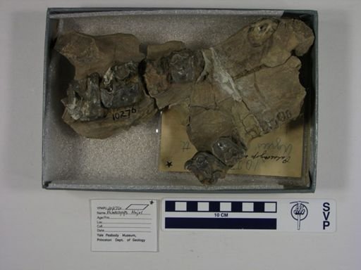 Palaeosyops major