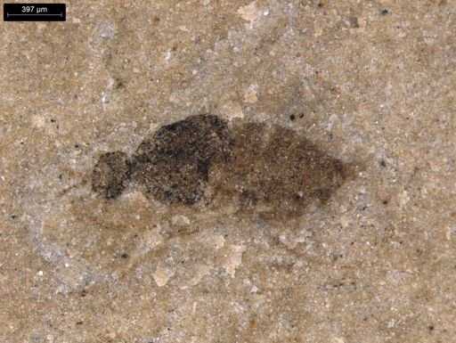taxon undetermined