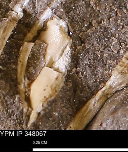 undet. Mollusca