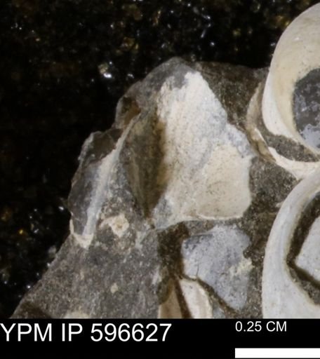 undet. Bivalvia