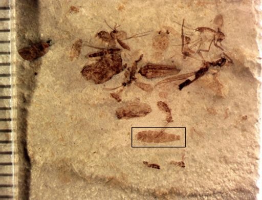 undet. Insecta
