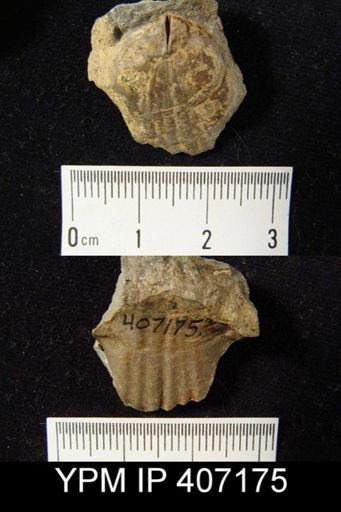 Leiorhynchus sp.