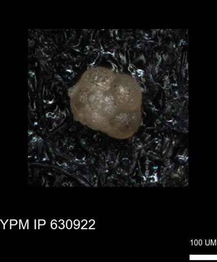 undet. Globigerinina