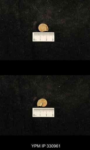 Trepospira depressa